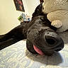 dog, sleeping, black_dog, tongue_out, stuffed_animal, bedspread, indoor, close_up, cute, pet, cozy, resting, animal, companion, fluffy, home, furniture, painting, relaxed, snout