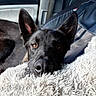 Nero is registered to the contest to win money with this photo: dog, black_dog, pet, close_up, face, ears, nose, blanket, furry, car_interior, seatbelt, window, resting, animal, canine, portrait, cozy, relaxed, indoor, looking