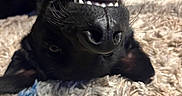 Nero is registered to the contest to win money with this photo: dog, black_dog, upside_down, lying_down, carpet, indoor, close_up, nose, teeth, whiskers, pet, relaxed, fluffy_carpet, funny_expression, canine, animal, fur, snout, playful, cozy