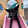 Nero is registered to the contest to win money with this photo: dog, black_dog, slide, playground, outdoor, play, pet, animal, fun, curious, plastic, pink_slide, colorful, fence, cloudy_sky, daytime, ears, tongue, happy, front_legs
