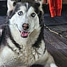 Luna is registered to the contest to win money with this photo: animal, blue_eyes, canine, companion, cozy, cute, dog, domestic, floor, fur, furniture, happy, household, husky, indoor, laying_down, mammal, pet, red_clothing, tongue_out