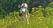 Luna joined the competition — help win amazing prizes! animal, canine, dog, field, flora, grass, greenery, happy, husky, leaves, meadow, nature, outdoor, pet, running, summer, sunlight, tongue_out, wildflowers, yellow_flowers