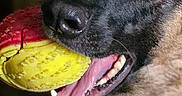 Rio is registered to the contest to win money with this photo: animal, background, ball, black, blurred, brown, canine, closeup, dog, ears, fur, happy, indoor, looking, mouth, pet, playful, teeth, tongue, toy