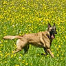 active, animal, canine, dog, ears_up, field, grass, green, happy, nature, outdoor, pet, playful, running, spring, summer, sunny, tongue_out, wildflowers, yellow_flowers
