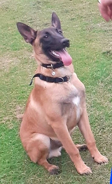 Rio is registered to the contest to win money with this photo: alert, animal, black_muzzle, brown_fur, canine, collar, companion, dog, ears_up, grass, happy, harness, mammal, nature, outdoor, pet, playful, sitting, summer, tongue_out