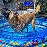 Rio joined the competition — help win amazing prizes! dog, water, splash, inflatable_pool, sharks, summer, outdoor, playful, pet, canine, blue, backyard, wet, fun, animal, swimming_pool, daylight, grass, motion, vibrant