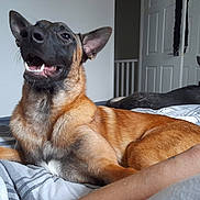 Rio is registered to the contest to win money with this photo: bed, blanket, canine, cozy, dog, domestic_animal, ears, fur, human_arm, indoor, lying_down, mouth_open, pet, relaxed, resting, smiling, snout, tongue, two_dogs, white_door