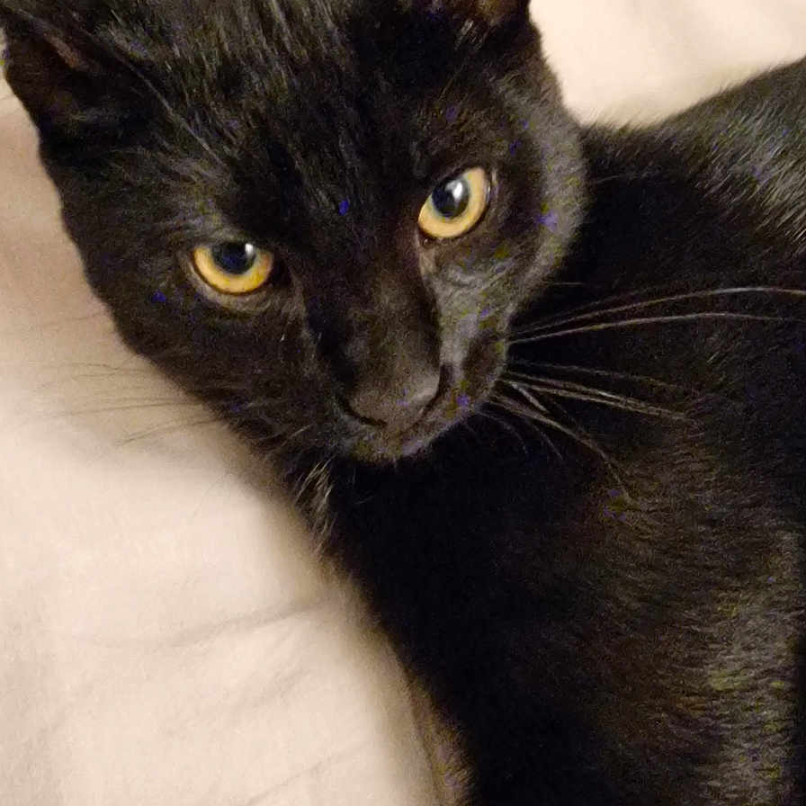 Sherkan participe au concours pour gagner de l'argent avec cette photo : abyssinian, animal, blackcat, cat, kitten, manx, pet