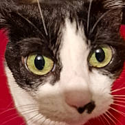 Pèpètte participe au concours pour gagner de l'argent avec cette photo : cat, close_up, green_eyes, whiskers, black_and_white, pet, curious, nose_spot, indoor, feline, animal, red_background, fur, portrait, looking_up, cute, domestic, mammal, close_range