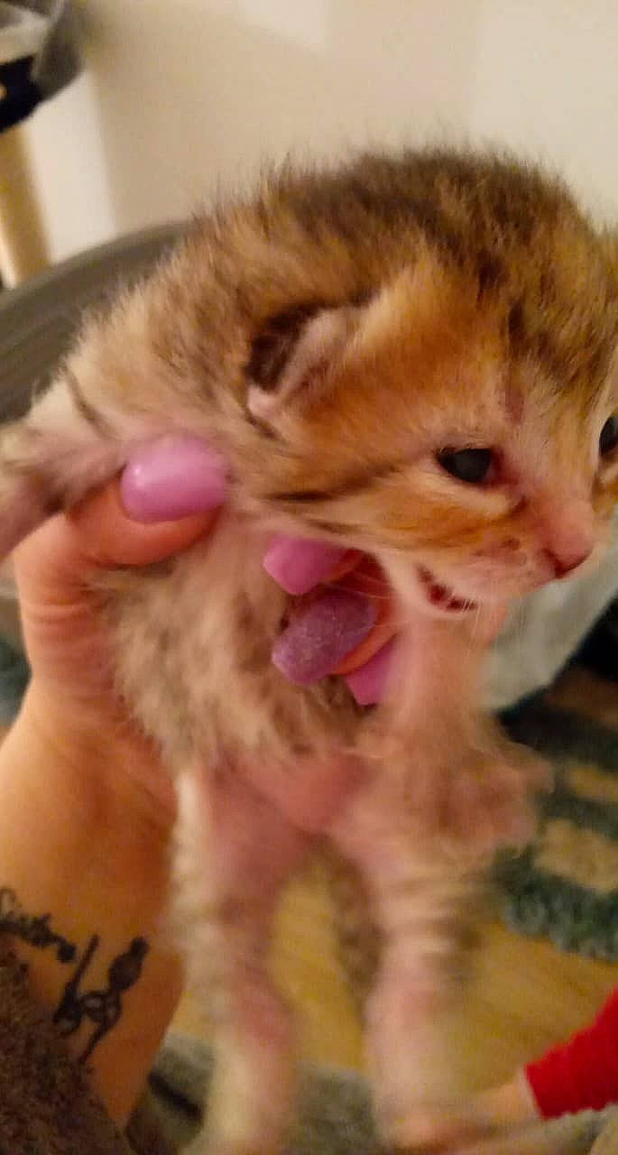 Nala a rejoint le concours — aidez-le/la à gagner de superbes lots ! carnivore, cat, claw, close_up, domestic_short_haired_cat, ear, eye, fawn, felidae, fur, gesture, nail, nose, organ, paw, photo_caption, skin, small_to_medium_sized_cats, snout, whiskers