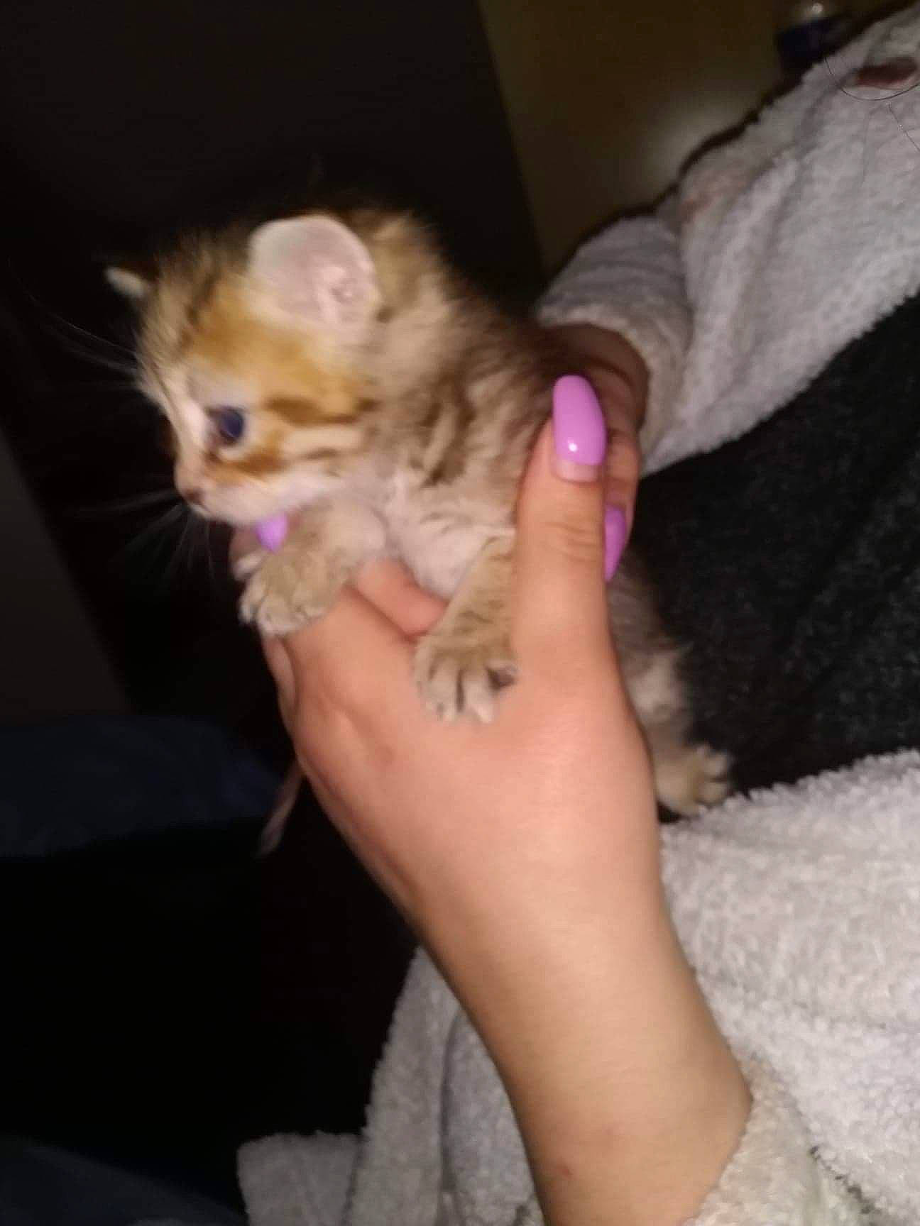 Nala a rejoint le concours — aidez-le/la à gagner de superbes lots ! canidae, carnivore, cat, claw, companion_dog, dog_breed, domestic_short_haired_cat, ear, fawn, felidae, finger, fur, gesture, lap, nail, paw, small_to_medium_sized_cats, snout, tail, whiskers