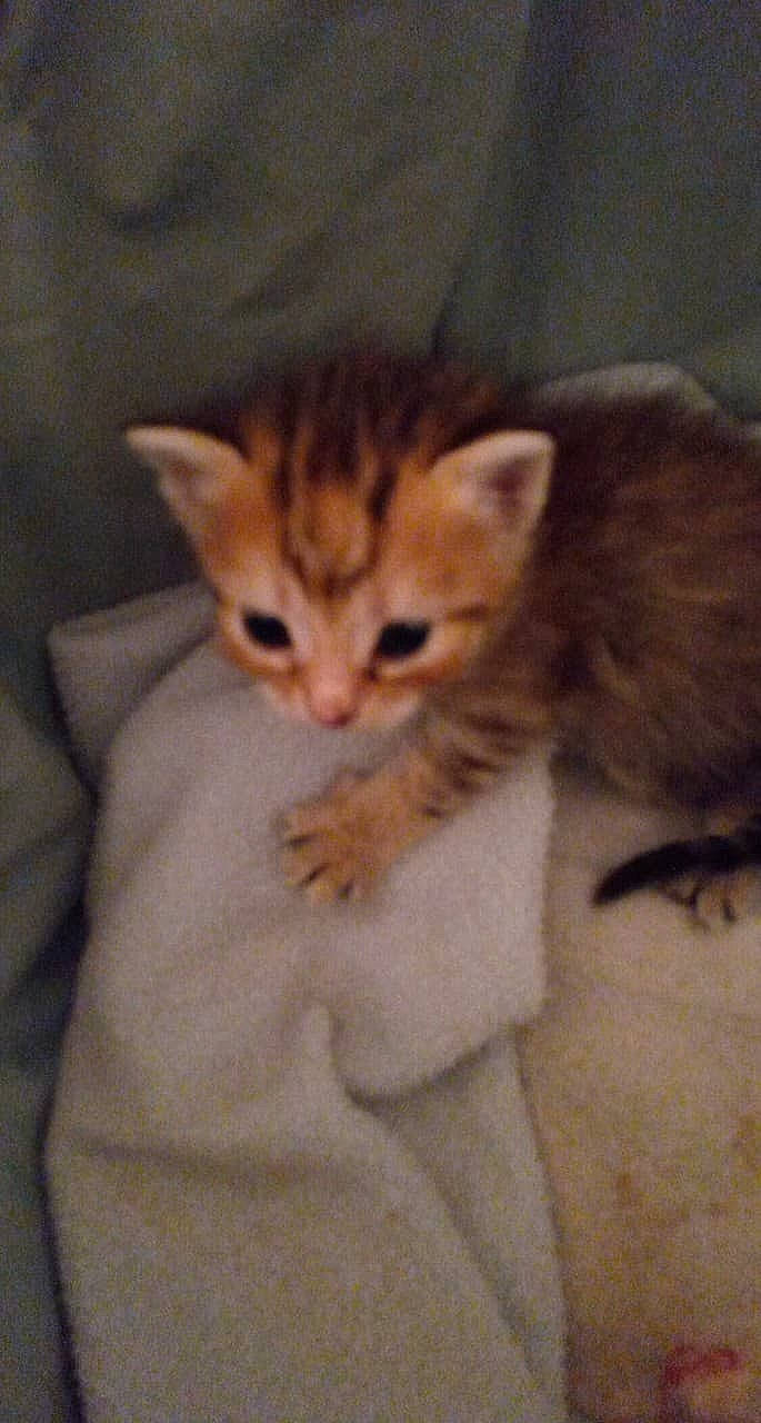 Nala a rejoint le concours — aidez-le/la à gagner de superbes lots ! carnivore, cat, comfort, domestic_short_haired_cat, fawn, felidae, fur, paw, small_to_medium_sized_cats, snout, tail, whiskers