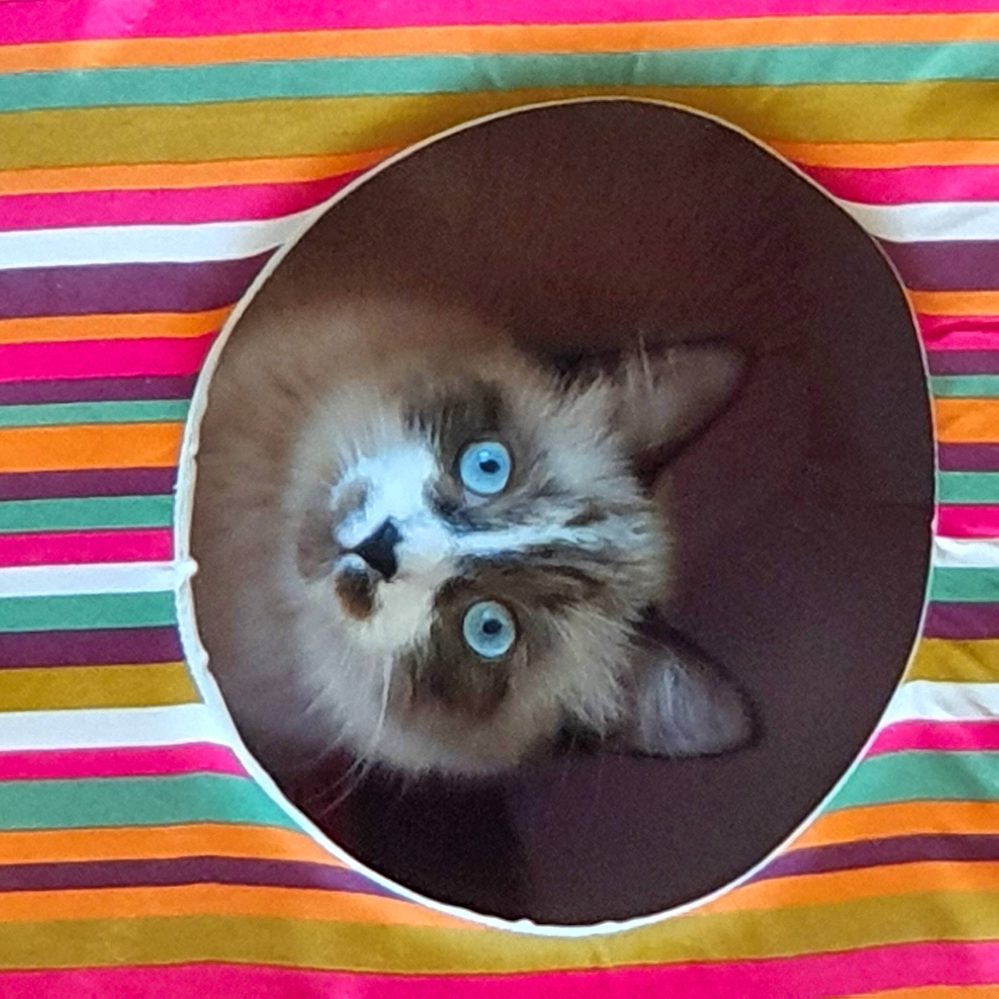Robin participe au concours pour gagner de l'argent avec cette photo : art, box, british_longhair, carnivore, cat, cat_supply, electric_blue, fawn, felidae, fur, magenta, pattern, paw, photo_caption, ragdoll, rectangle, small_to_medium_sized_cats, snout, tail, whiskers