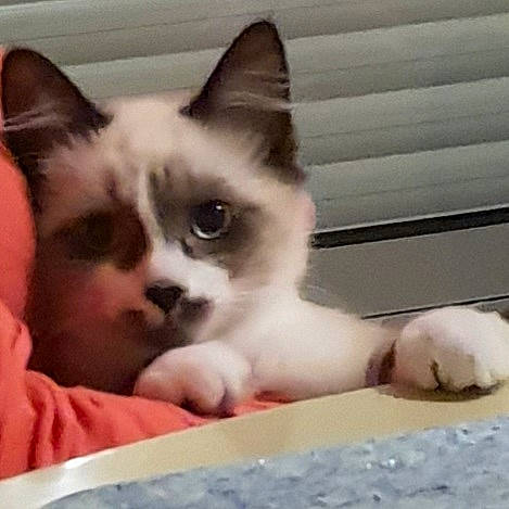 Robin a rejoint le concours — aidez-le/la à gagner de superbes lots ! box, carnivore, cat, cat_supply, claw, comfort, domestic_short_haired_cat, fawn, felidae, flooring, foot, fur, paw, pet_supply, photo_caption, small_to_medium_sized_cats, snout, square, tail, whiskers