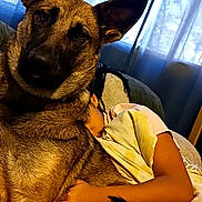 Luca is registered to the contest to win money with this photo: dog, couch, person, indoor, window, curtains, resting, relaxing, home, furniture, water_bottle, table, blanket, sleeping, comfort, pet, domestic, casual, living_room, cozy