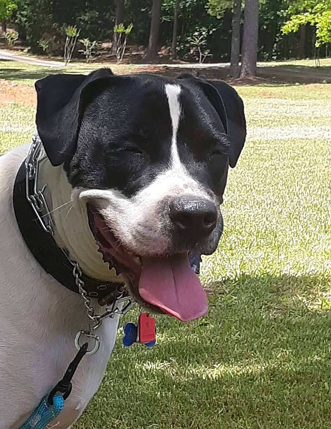 Zeke joined the competition — help win amazing prizes! borador, canidae, carnivore, collar, companion_dog, dog, dog_breed, dog_collar, dog_supply, fawn, fur, grass, non_sporting_group, pet_supply, plant, sporting_group, tree, whiskers, working_animal, working_dog