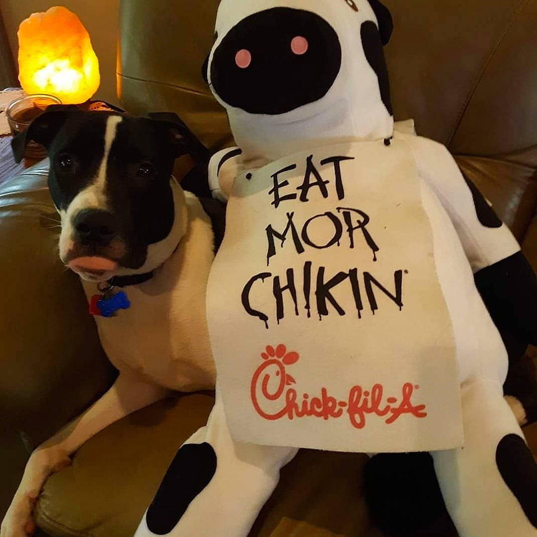 Zeke is registered to the contest to win money with this photo: carnivore, collar, companion_dog, dog, dog_breed, dog_collar, fur, handwriting, mammal, mascot, paw, plush, sportswear, stuffed_toy, t_shirt, teddy_bear, toy, vertebrate, white, working_animal