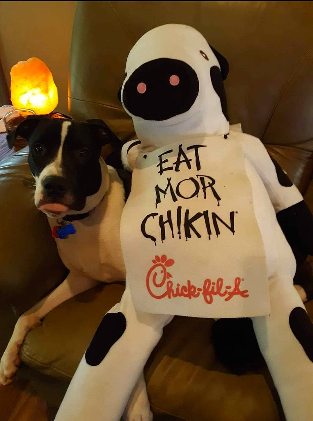Zeke is registered to the contest to win money with this photo: animation, carmine, companion_dog, costume, dog, font, fur, mammal, mascot, personal_protective_equipment, plush, room, stuffed_toy, t_shirt, toy, vertebrate, working_animal