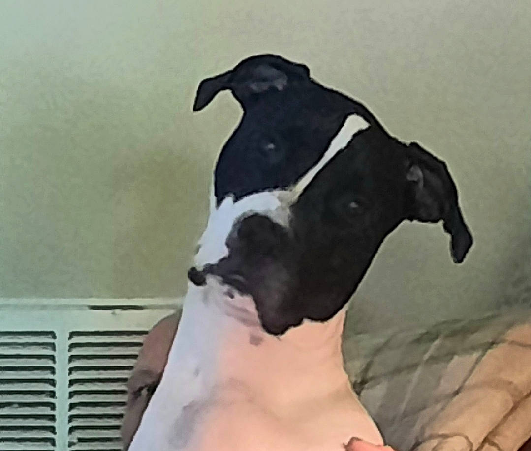 Zeke is registered to the contest to win money with this photo: abdomen, art, bovine, canidae, chest, companion_dog, cow_goat_family, dairy, dairy_cow, dog, dog_breed, elbow, fawn, human_leg, livestock, painting, snout, sporting_group, terrestrial_animal, working_animal