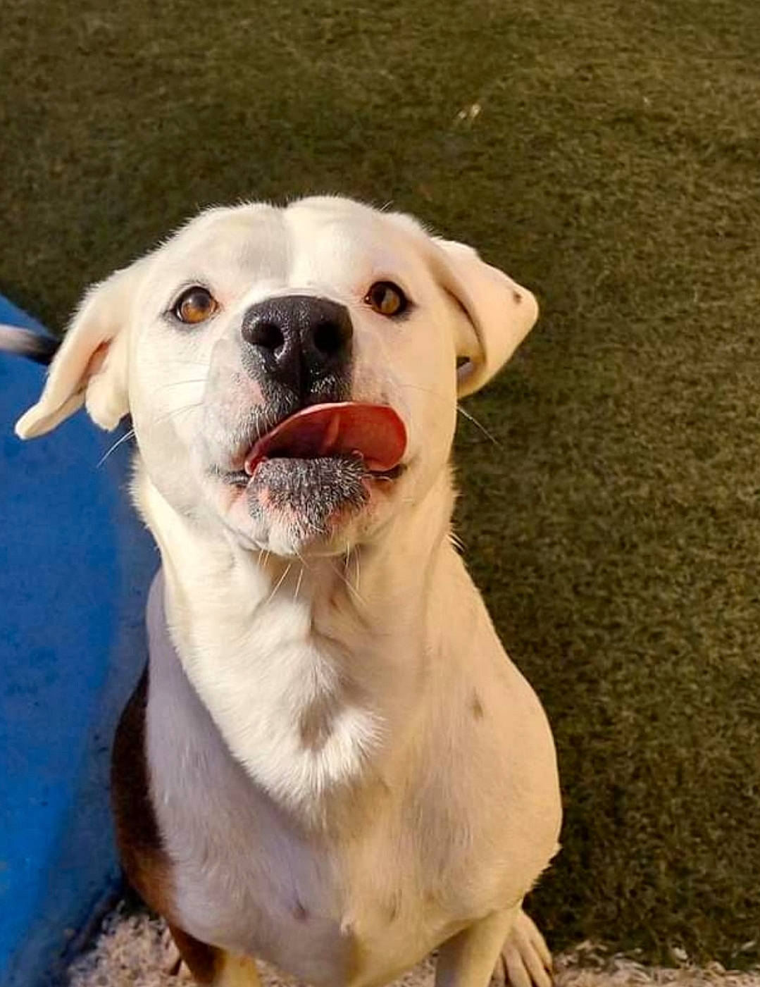 Lady joined the competition — help win amazing prizes! ancient_dog_breeds, canidae, carnivore, collar, companion_dog, dog, dog_breed, dog_collar, fawn, guard_dog, molosser, non_sporting_group, snout, sporting_group, terrestrial_animal, whiskers, working_animal, working_dog, wrinkle