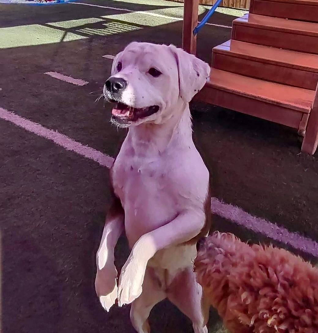 Lady is registered to the contest to win money with this photo: canidae, carnivore, collar, companion_dog, dog, dog_breed, dog_collar, dog_supply, fawn, floor, flooring, gun_dog, happy, outdoor_furniture, pet_supply, pink, snout, sporting_group, tail, working_animal