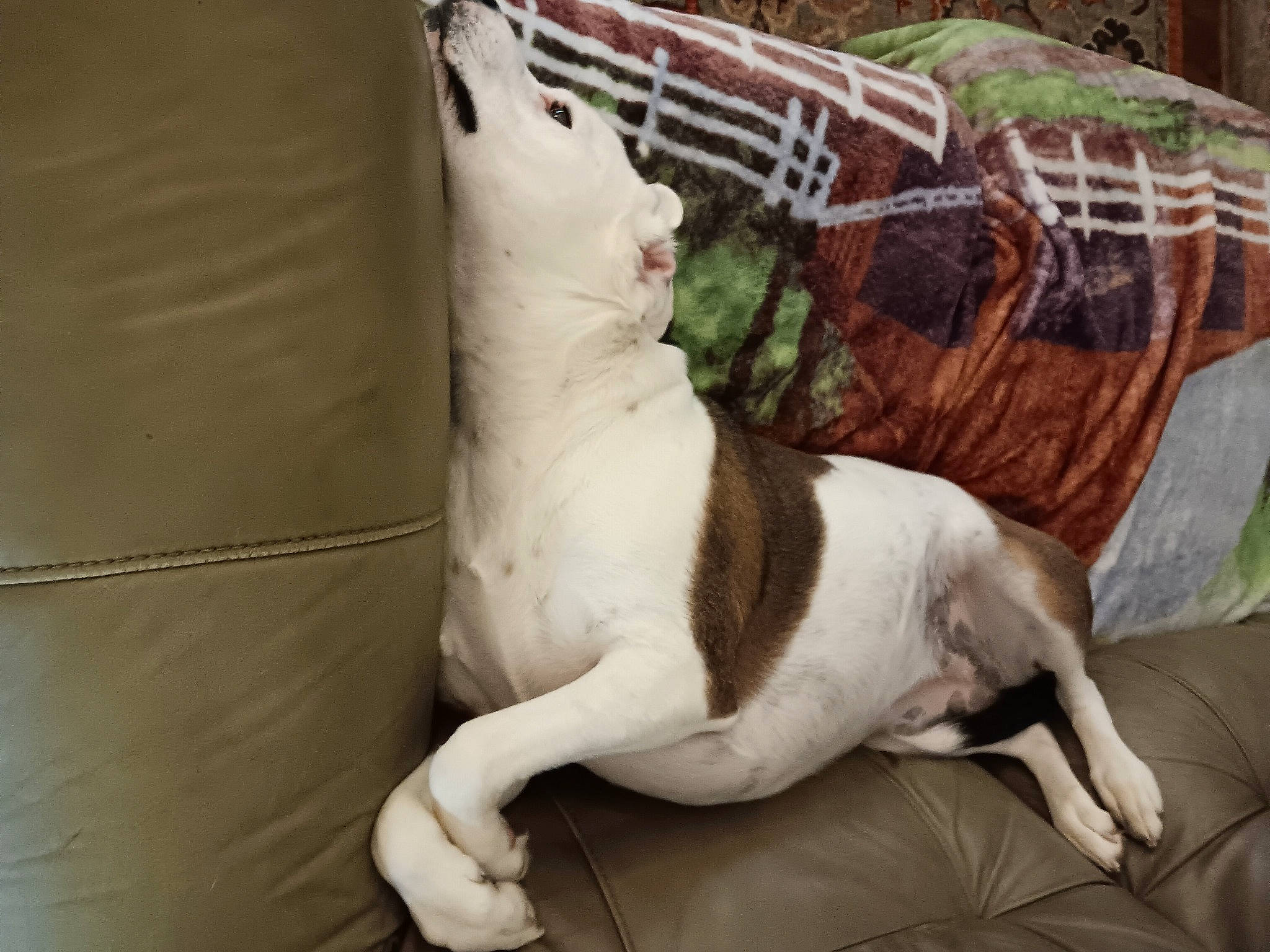 Lady joined the competition — help win amazing prizes! art, bedding, canidae, carnivore, comfort, companion_dog, couch, dog, dog_breed, fawn, felidae, fur, linens, pet_supply, small_to_medium_sized_cats, sporting_group, tail, terrestrial_animal, wood, working_animal