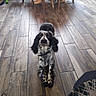 Uzzi participe au concours pour gagner de l'argent avec cette photo : animal, black_and_white, blur, canine, chair, collar, curious, dog, domestic_animal, flooring, furniture, home, indoor, long_ears, natural_light, pet, room, stretching, table, wooden_floor