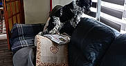Uzzi a rejoint le concours — aidez-le/la à gagner de superbes lots ! black_and_white, blanket, blinds, couch, cozy, curious, cushion, daylight, dog, door, furniture, home, indoor, leather, living_room, newspaper, pet, relaxing, window, wooden_floor