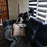 black_and_white, blanket, blinds, couch, cozy, curious, cushion, daylight, dog, door, furniture, home, indoor, leather, living_room, newspaper, pet, relaxing, window, wooden_floor