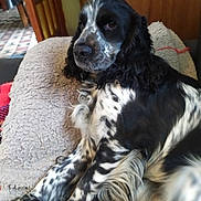 Uzzi a rejoint le concours — aidez-le/la à gagner de superbes lots ! animal, black_and_white, blanket, calm, close_up, comfort, couch, cozy, curly_fur, dog, fur, indoor, long_ears, lying_down, pet, relaxed, resting, side_view, spotted, wooden_furniture