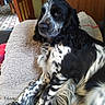 animal, black_and_white, blanket, calm, close_up, comfort, couch, cozy, curly_fur, dog, fur, indoor, long_ears, lying_down, pet, relaxed, resting, side_view, spotted, wooden_furniture