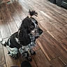 Uzzi participe au concours pour gagner de l'argent avec cette photo : animal, black_and_white, calm, chair, companion, curly_hair, cute, dog, flooring, furniture, home, indoor, long_ears, looking_up, pet, ponytail, sitting, sofa, waiting, wooden_floor
