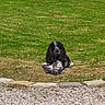 animal, backyard, black_and_white, canine, daytime, dog, fur, garden, grass, gravel, greenery, leisure, lying_down, nature, outdoor, peaceful, pet, relaxing, stone_border, sunlight