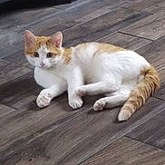 Aldo participe au concours pour gagner de l'argent avec cette photo : cat, orange_and_white, pet, animal, floor, wooden_floor, indoor, feline, cute, lying_down, curious, whiskers, tail, ears, paws, young_cat, domestic_cat, resting, looking, fur