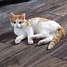 animal, cat, curious, cute, domestic_cat, ears, feline, floor, fur, indoor, looking, lying_down, orange_and_white, paws, pet, resting, tail, whiskers, wooden_floor, young_cat