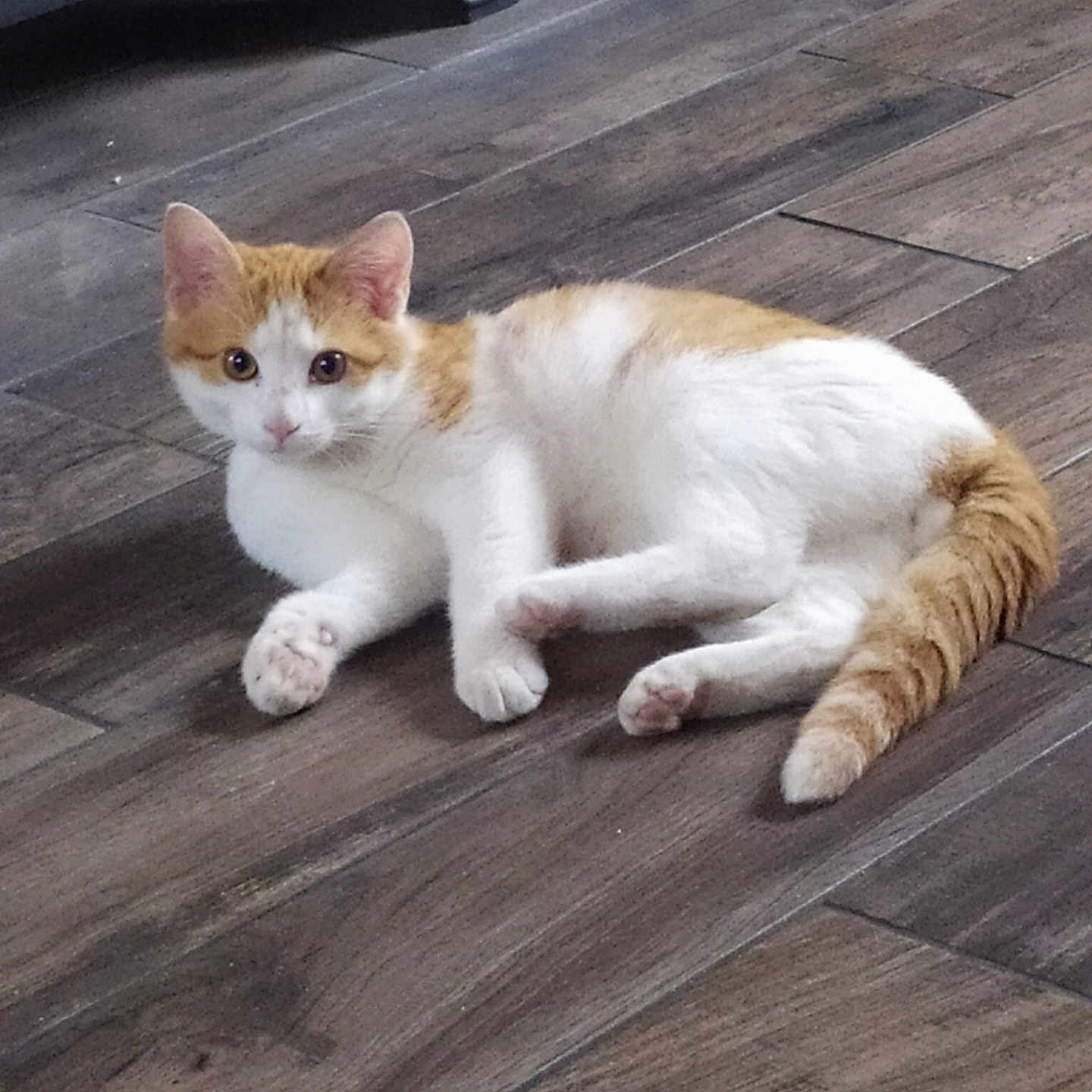 Aldo participe au concours pour gagner de l'argent avec cette photo : cat, orange_and_white, pet, animal, floor, wooden_floor, indoor, feline, cute, lying_down, curious, whiskers, tail, ears, paws, young_cat, domestic_cat, resting, looking, fur