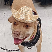 Punkin joined the competition — help win amazing prizes! animal, brown_dog, canine, cowboy_hat, cute, dog, ears, floor, happy, harness, hat, indoor, leash, looking_up, paws, pet, playful, smiling, tile_floor, tongue_out