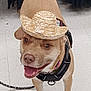 animal, brown_dog, canine, cowboy_hat, cute, dog, ears, floor, happy, harness, hat, indoor, leash, looking_up, paws, pet, playful, smiling, tile_floor, tongue_out