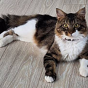 Max a rejoint le concours — aidez-le/la à gagner de superbes lots ! cat, tabby_cat, white_paws, fluffy_tail, hardwood_floor, indoor, pet, collar, whiskers, green_eyes, lying_down, fur, portrait, closeup, mammal, domestic_animal, attentive, paws, ears, relaxed