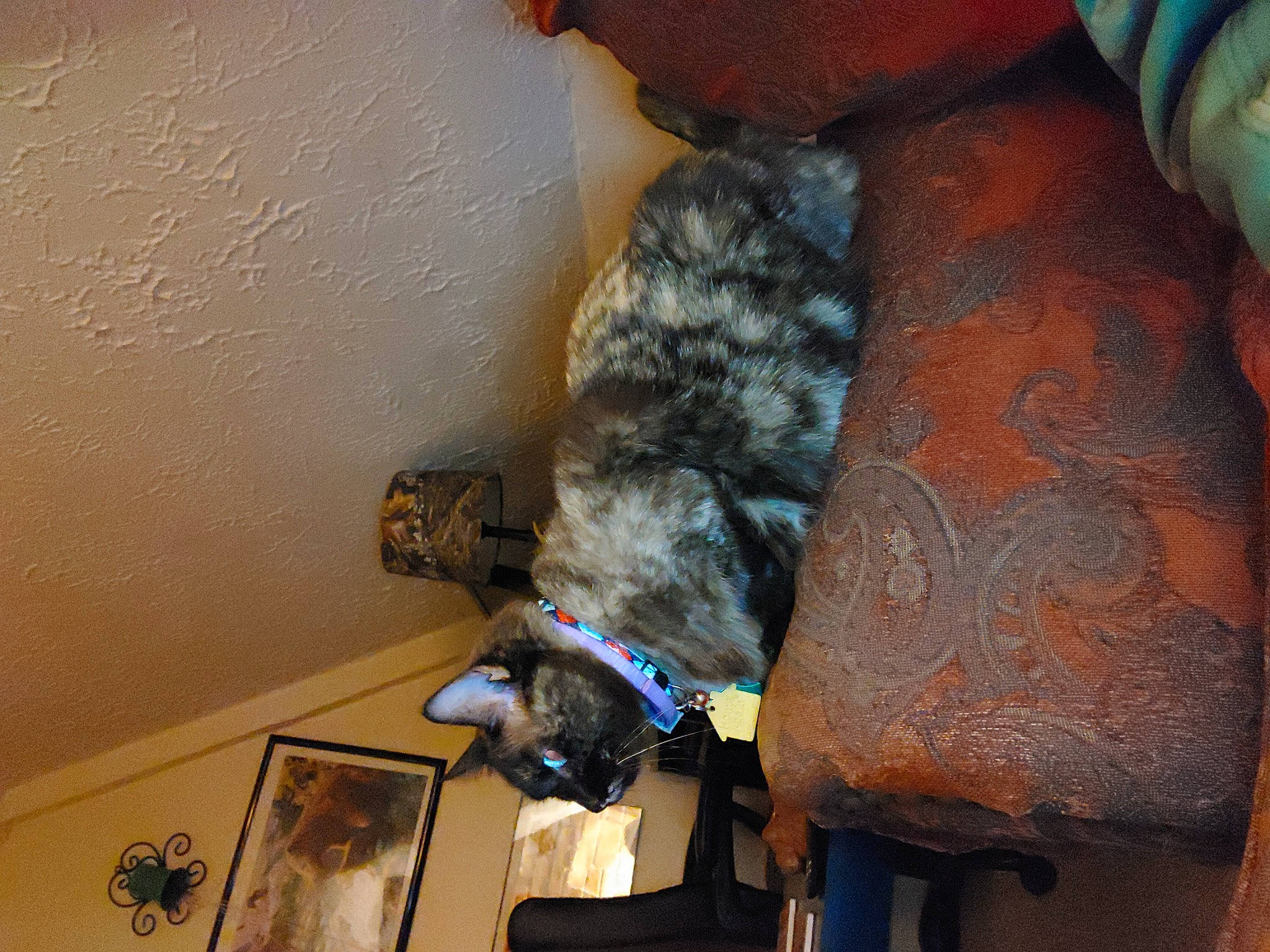 Cleopatra is registered to the contest to win money with this photo: canidae, carnivore, cat, comfort, dog_breed, domestic_short_haired_cat, felidae, fur, mammal, pet_supply, room, small_to_medium_sized_cats, sporting_group, tail, vertebrate, whiskers