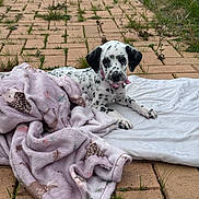 Daisy is registered to the contest to win money with this photo: dalmatian, puppy, dog, blanket, white_cloth, brick_patio, grass, outdoor, pet, curious, lying_down, young_animal, spotted_coat, collar, nature, daylight, cute, animal, fur, playful