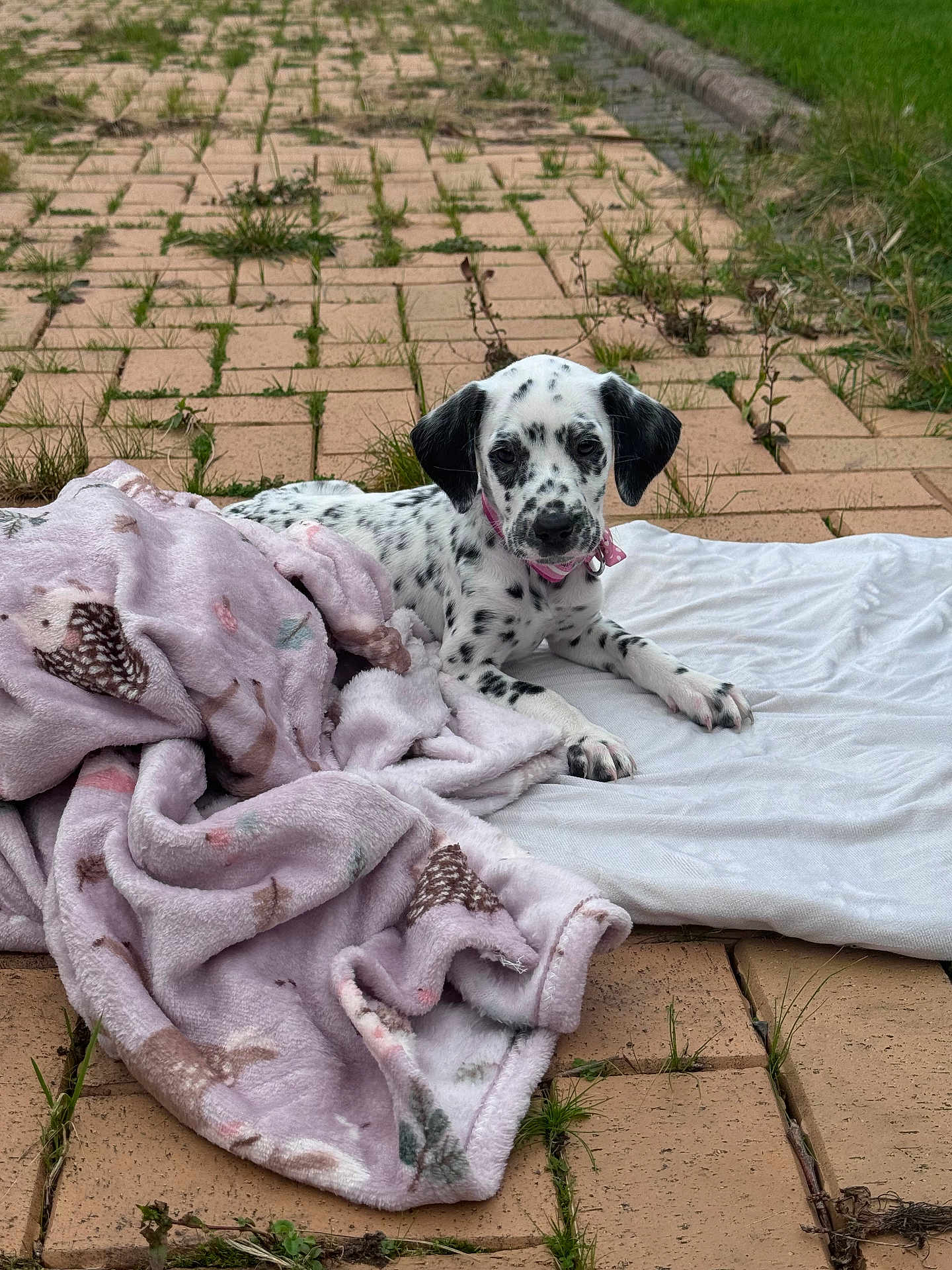 Daisy