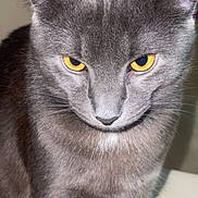 Loki is registered to the contest to win money with this photo: cat, gray_cat, yellow_eyes, feline, whiskers, ears, fur, portrait, close_up, pet, indoor, staring, serious_expression, nose, face, domestic_animal, lighting_flash, muzzle, sitting, whisker_pad