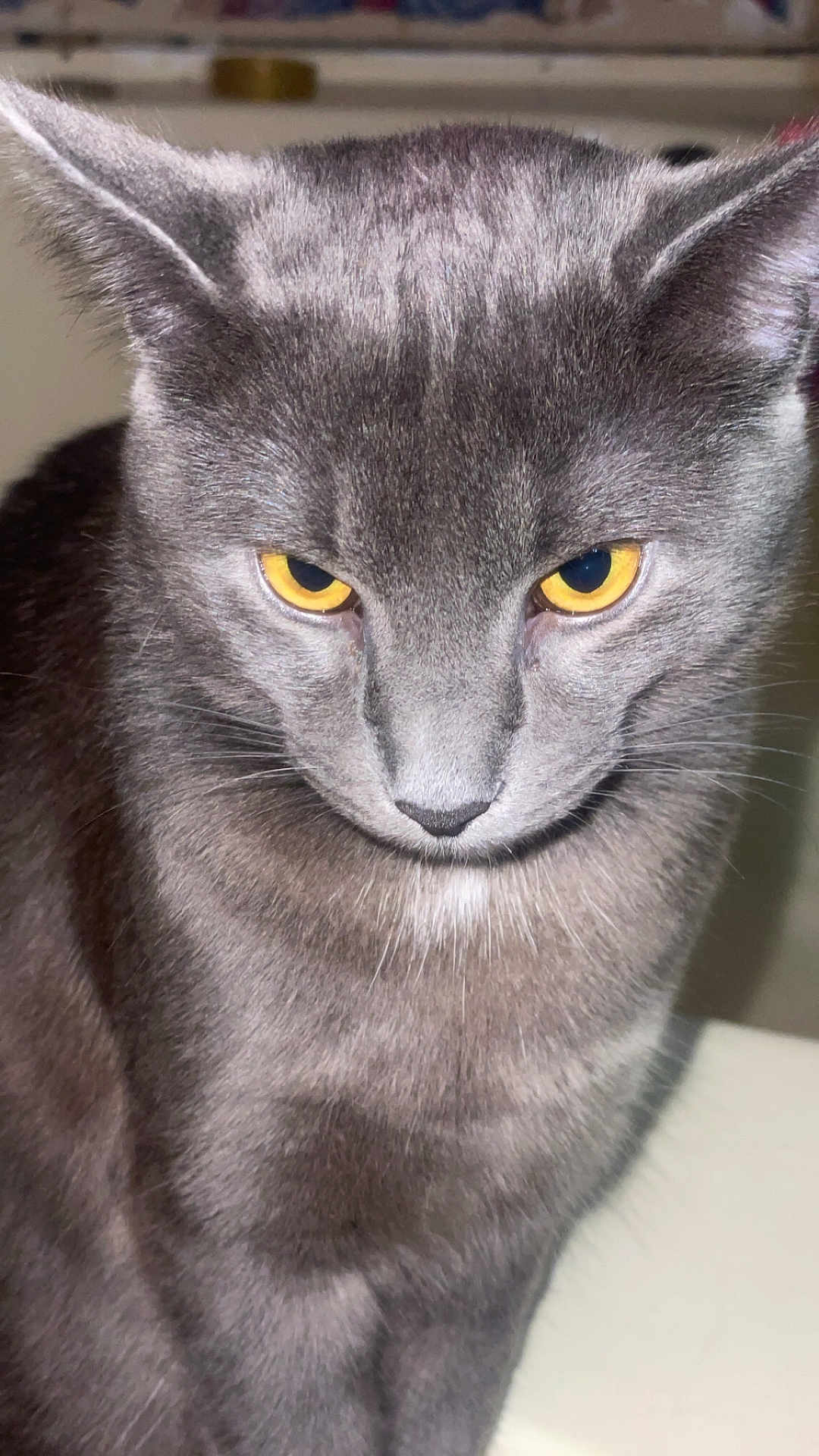 Loki is registered to the contest to win money with this photo: cat, gray_cat, yellow_eyes, feline, whiskers, ears, fur, portrait, close_up, pet, indoor, staring, serious_expression, nose, face, domestic_animal, lighting_flash, muzzle, sitting, whisker_pad