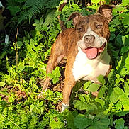Oryx participe au concours pour gagner de l'argent avec cette photo : dog, brindle, panting, happy, forest, greenery, plants, ferns, sunlight, outdoor, nature, leafy, animal, pet, canine, two_dogs, shadows, background, excited, smiling