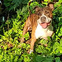 dog, brindle, panting, happy, forest, greenery, plants, ferns, sunlight, outdoor, nature, leafy, animal, pet, canine, two_dogs, shadows, background, excited, smiling