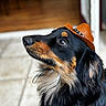 Oakley joined the competition — help win amazing prizes! accessory, adorable, black_and_tan, close_up, cowboy_hat, dog, domestic_animal, ears, eye_reflection, fur, hat, indoors, long_haired, looking_up, muzzle, pet, portrait, shallow_depth_of_field, tile_floor, whiskers