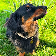 Oakley joined the competition — help win amazing prizes! bokeh, close_up, collar, daffodils, dog, ears, eyes, flowers, fur, grass, green, long_hair, looking_up, outdoor, pet, portrait, spring, sunlight, tag, tongue_out