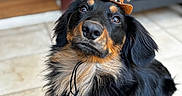 Oakley joined the competition — help win amazing prizes! adorable, black_and_tan, bokeh, closeup, cowboy_hat, cute, dog, eyes, fluffy, hat_strap, indoor, long_fur, looking_up, nose, pet, portrait, puppy, small_hat, tiled_floor, whiskers
