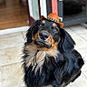 adorable, black_and_tan, bokeh, closeup, cowboy_hat, cute, dog, eyes, fluffy, hat_strap, indoor, long_fur, looking_up, nose, pet, portrait, puppy, small_hat, tiled_floor, whiskers
